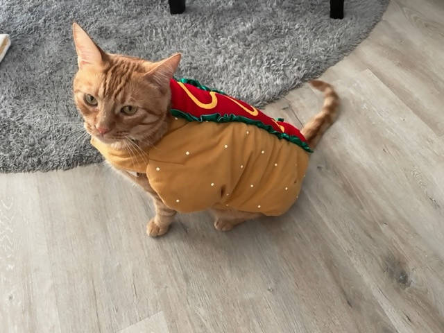 Hot Dog